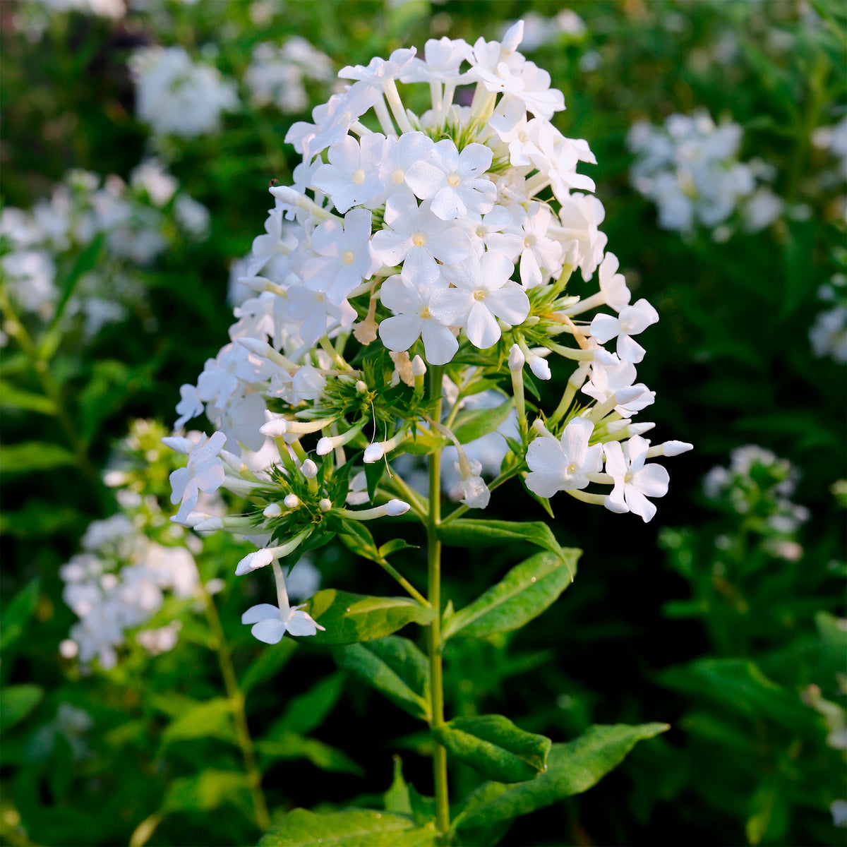 Phlox paniculé David