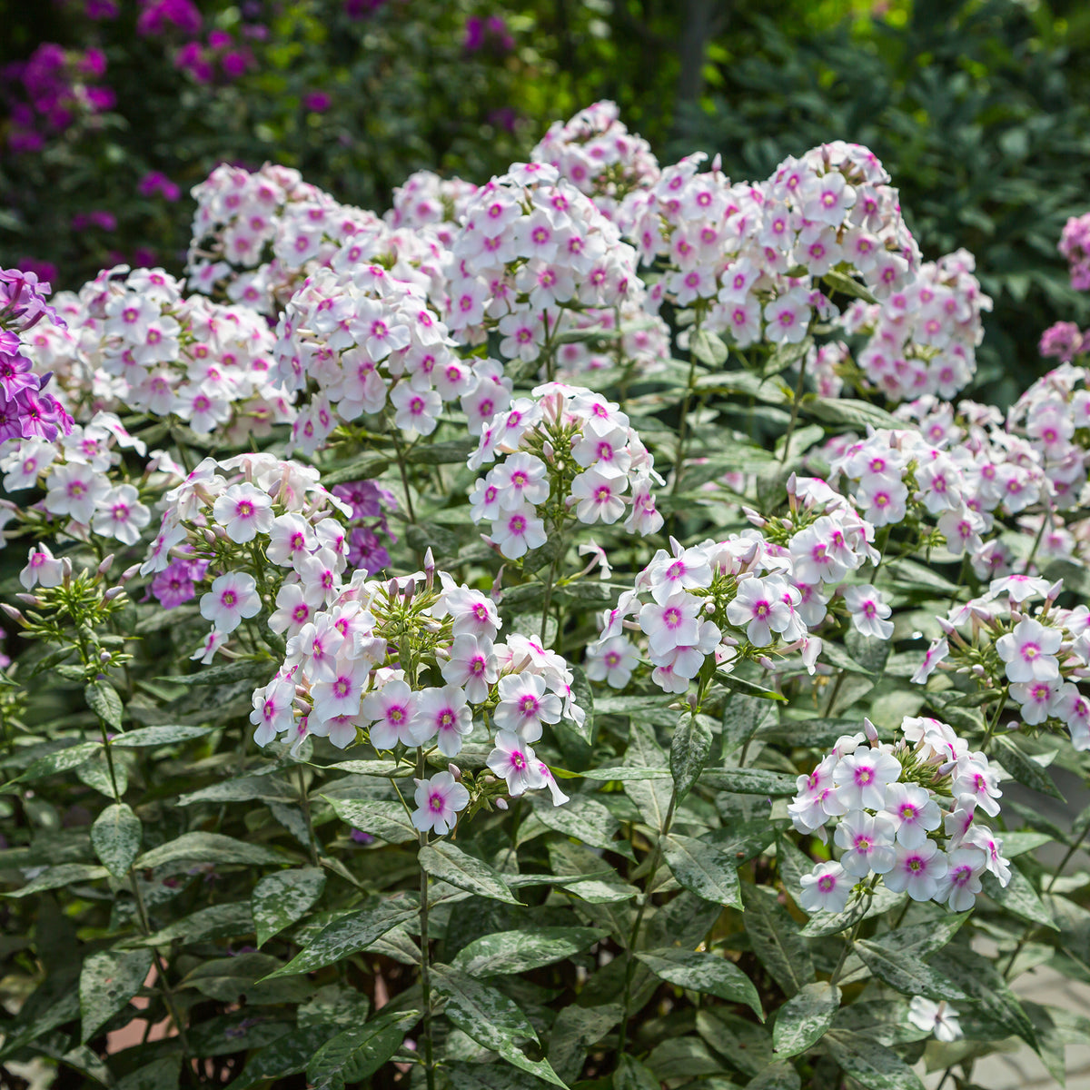 Phlox paniculé Europa - Bakker