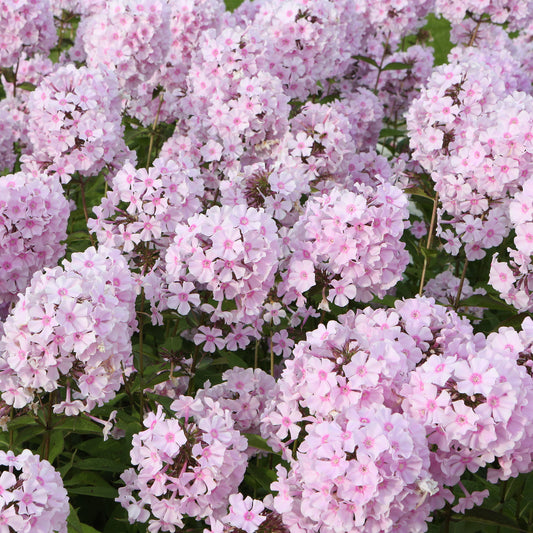 Phlox paniculé Rosa Pastel - Bakker