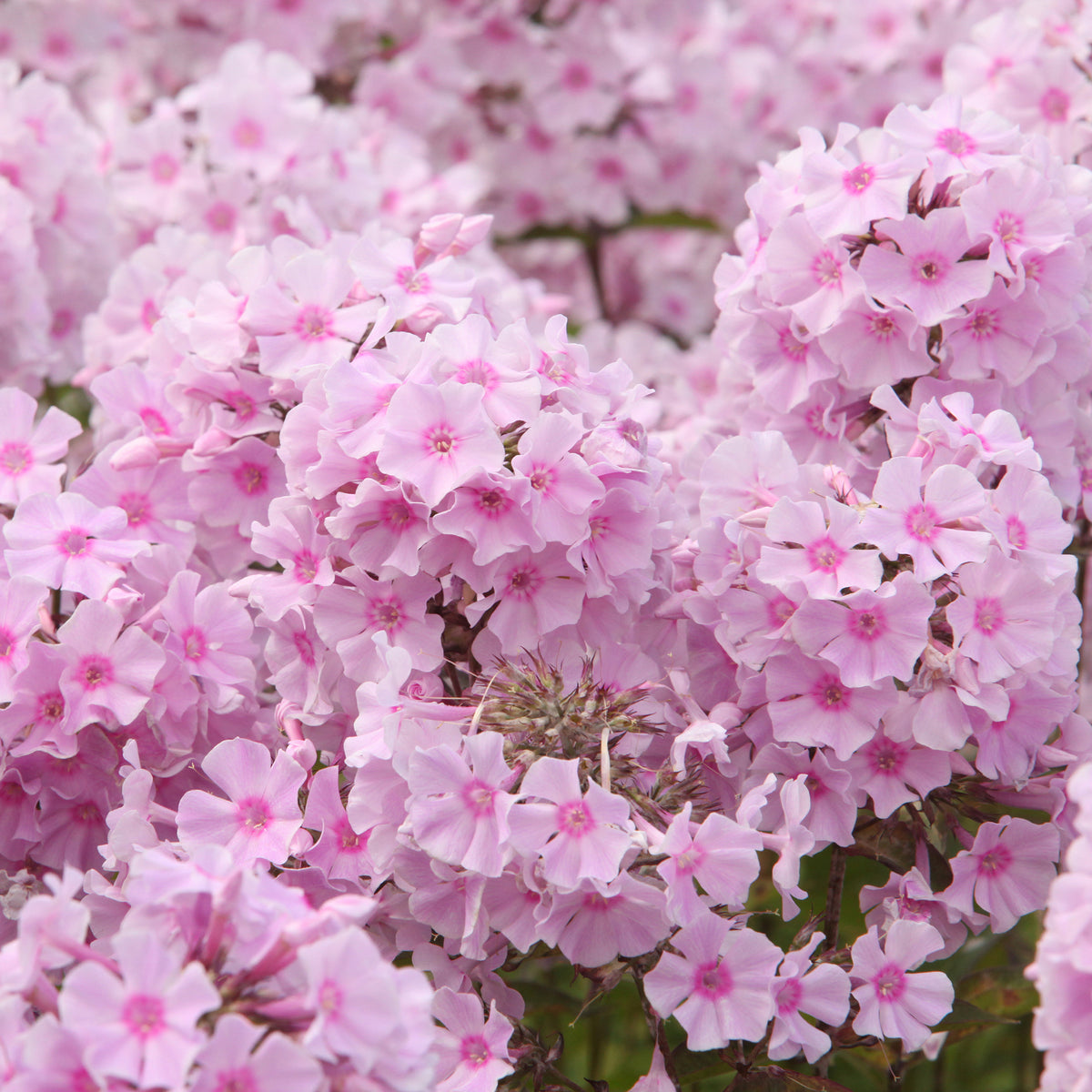 Phlox paniculé Rosa Pastel - Phlox paniculata Rosa Pastell - Bakker