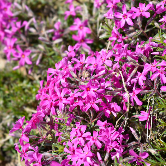 Phlox mousse Atropurpurea - Bakker