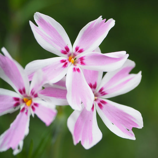 3 Phlox mousse Candy Stripes