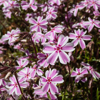 Phlox - Phlox mousse Candy Stripes - Phlox subulata Candy Stripes