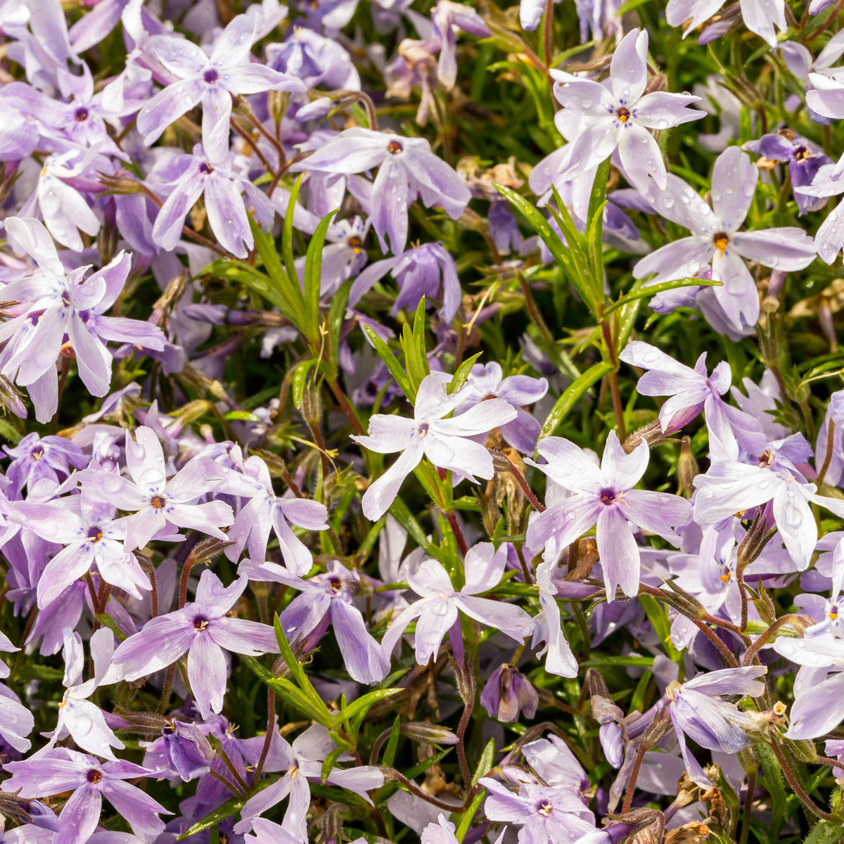 Phlox mousse G.F. Wilson - Bakker