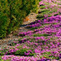 Phlox subulata Mcdaniels Cushion - Phlox mousse McDaniel's Cushion - Phlox