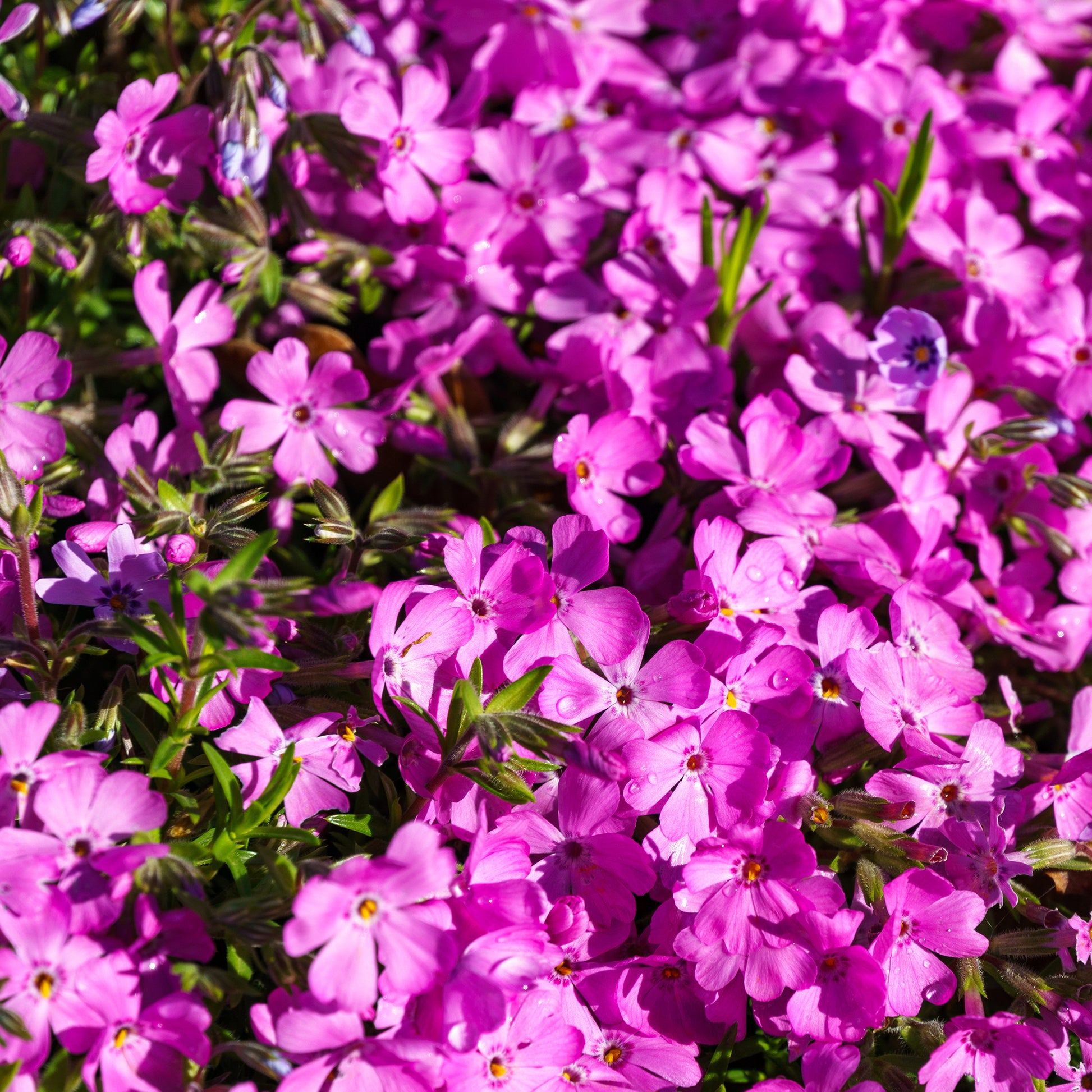 Phlox mousse McDaniel's Cushion - Bakker