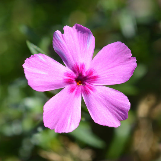Phlox mousse McDaniel's Cushion - Bakker