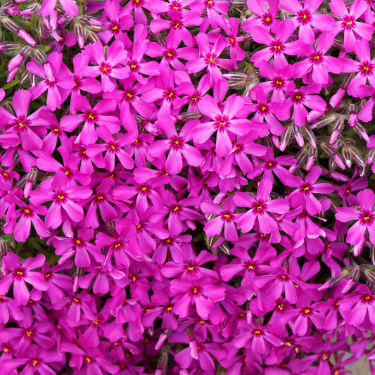 Phlox mousse Scarlet Flame - Bakker