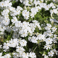 Phlox subulata White Delight - Phlox mousse White Delight - Phlox