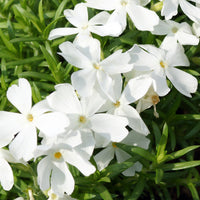 Phlox mousse White Delight - Phlox subulata White Delight - Bakker