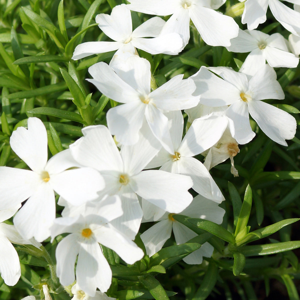 Phlox mousse White Delight - Phlox subulata White Delight - Bakker