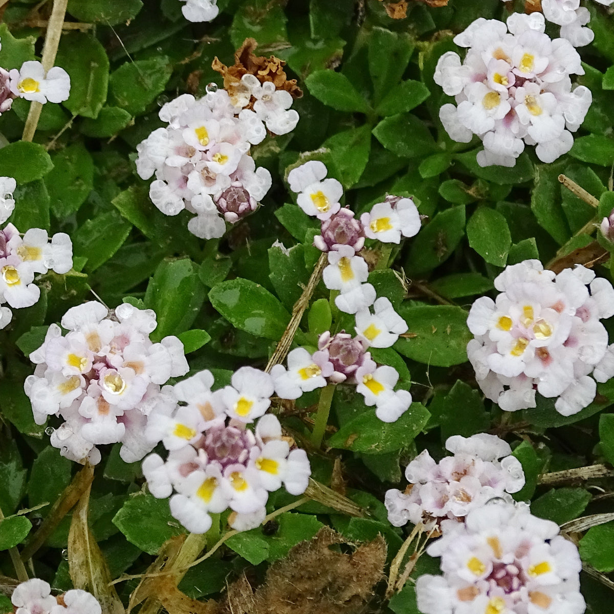 Verveine nodiflore Phyla rampant - Bakker