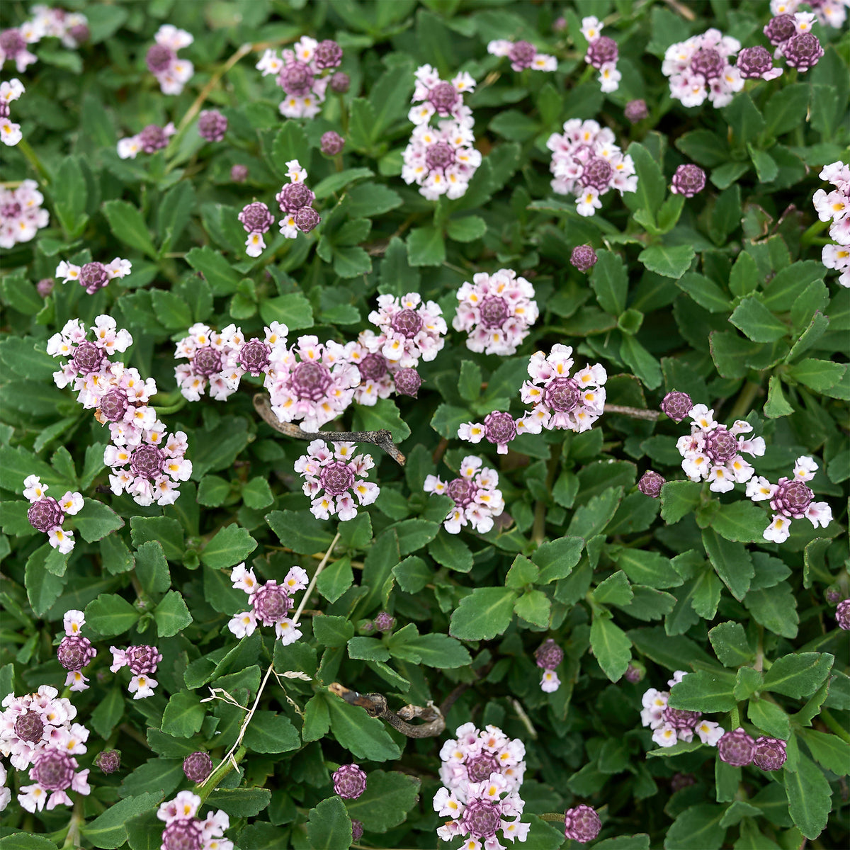 Verveine nodiflore Phyla rampant - Phyla nodiflora - Bakker