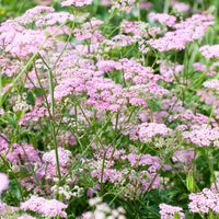 Grand boucage à fleurs roses - Pimpinella major rosea - Bakker
