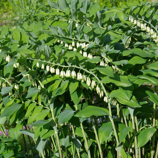 Sceau de Salomon - Bakker