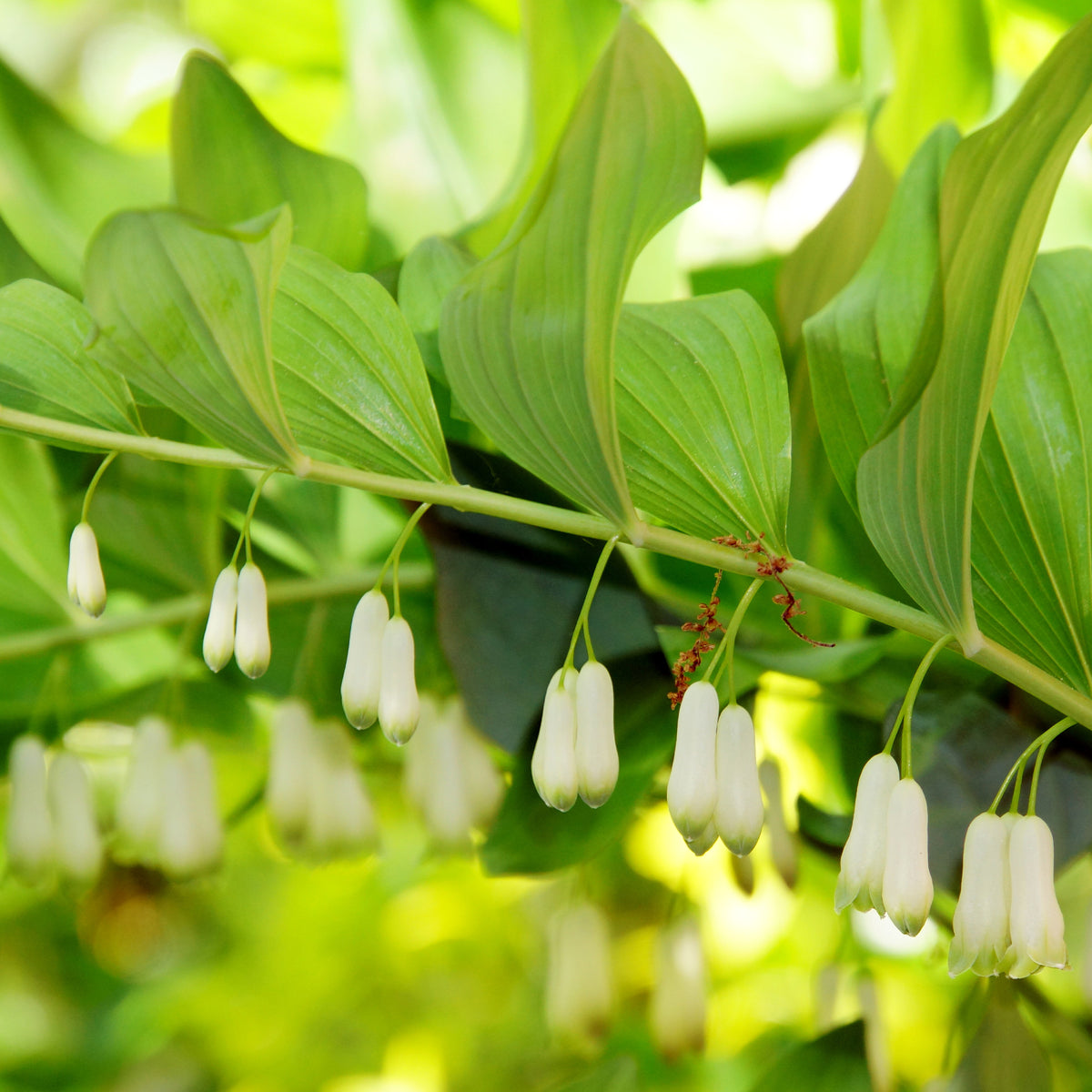 Plantes vivaces - Sceau de Salomon - Polygonatum multiflorum