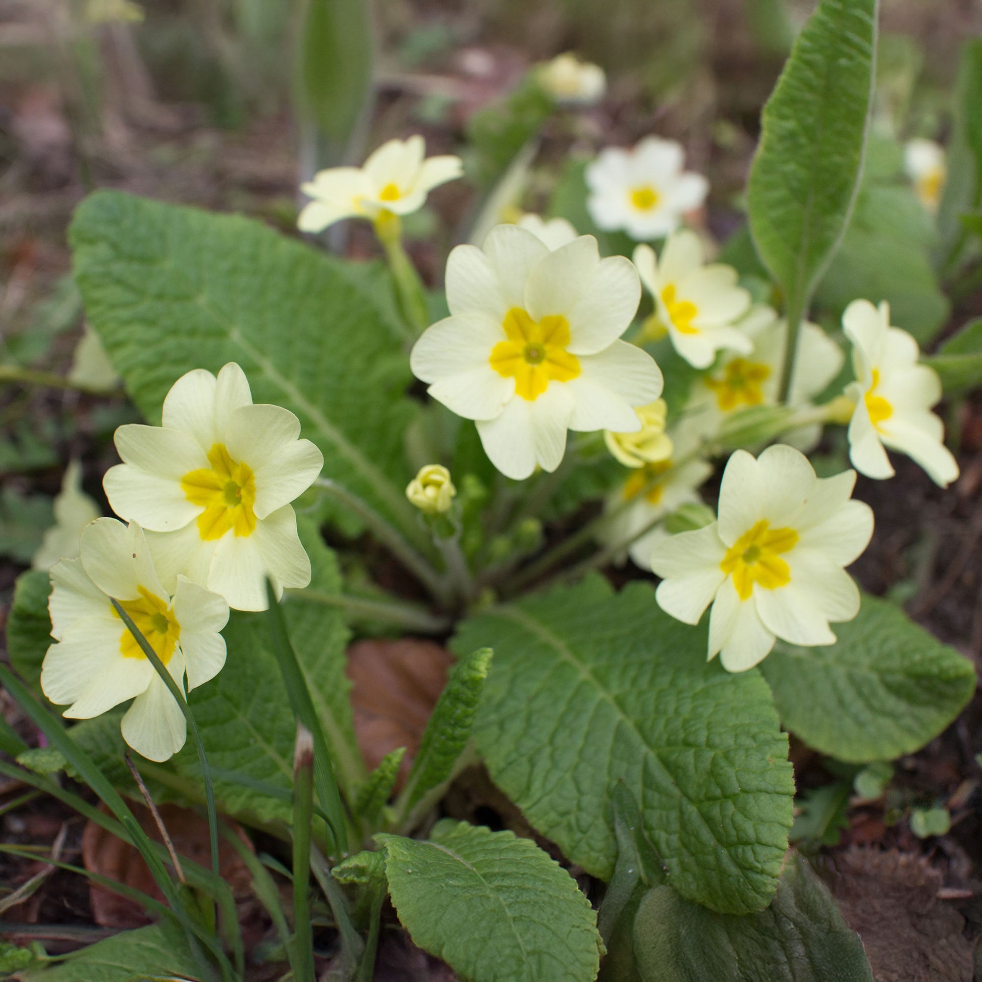 Primula vulgaris - Primevère des jardins - Plantes vivaces