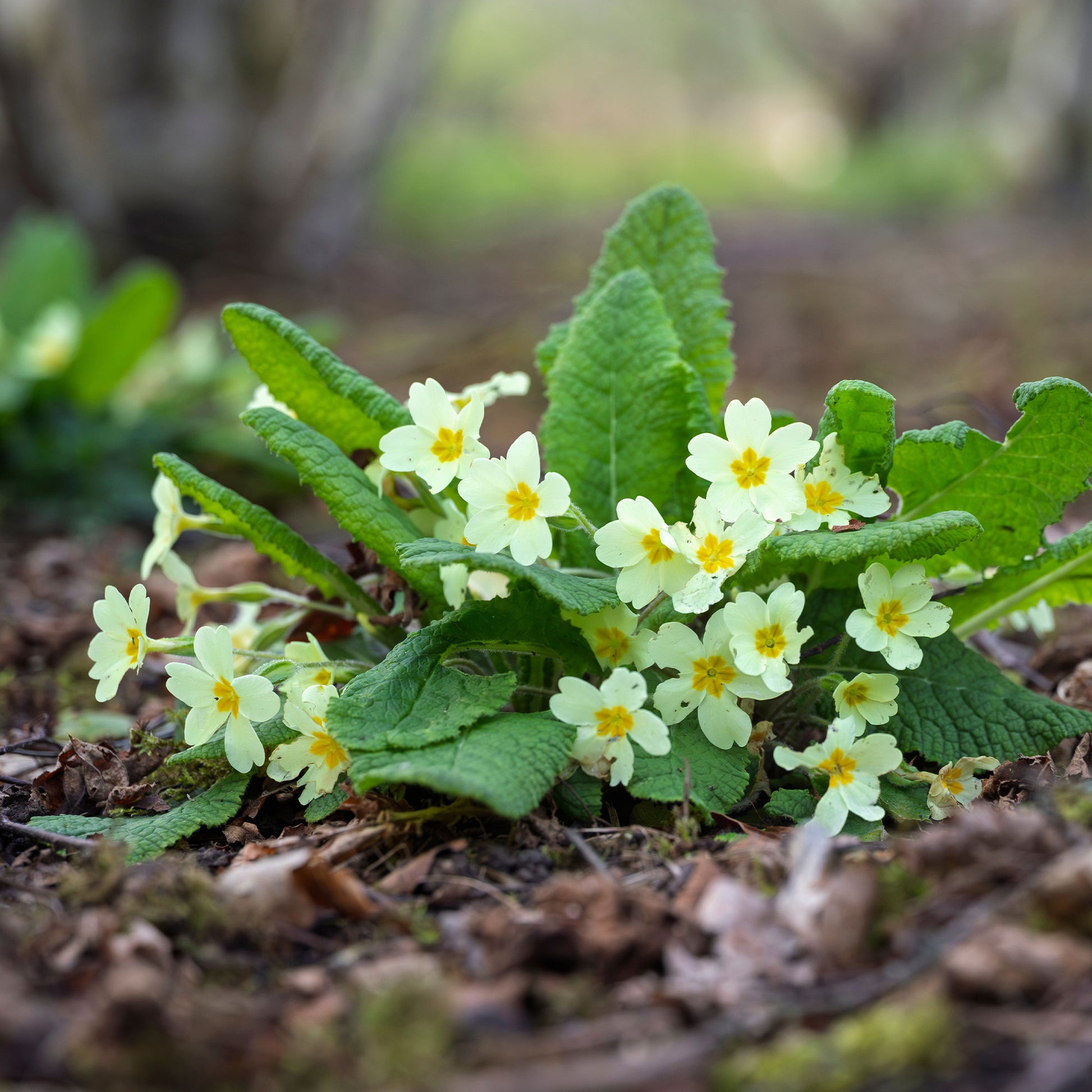 Primevère des jardins - Primula vulgaris - Bakker