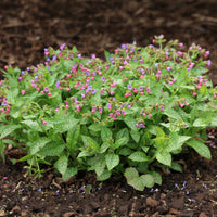 Pulmonaire officinale - Pulmonaria officinalis - Bakker