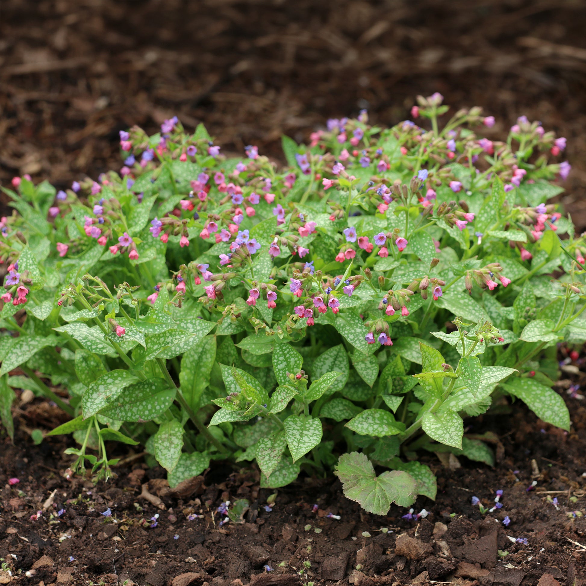 Pulmonaire officinale - Pulmonaria officinalis - Bakker