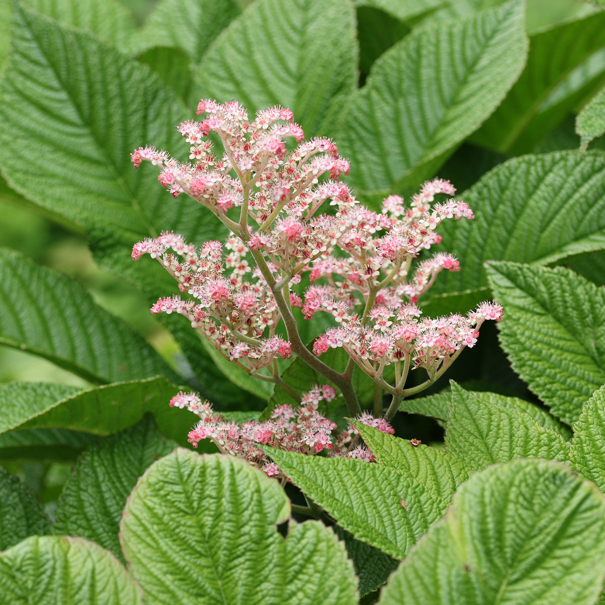 Rodgersia à feuilles de marronnier - Rodgersia aesculifolia - Bakker