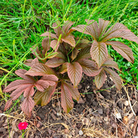 Rodgersia Bronze Peacock - Bakker