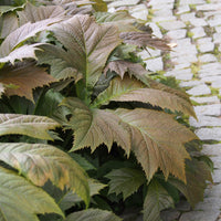 Rodgersia - Rodgersia à feuilles larges - Rodgersia podophylla