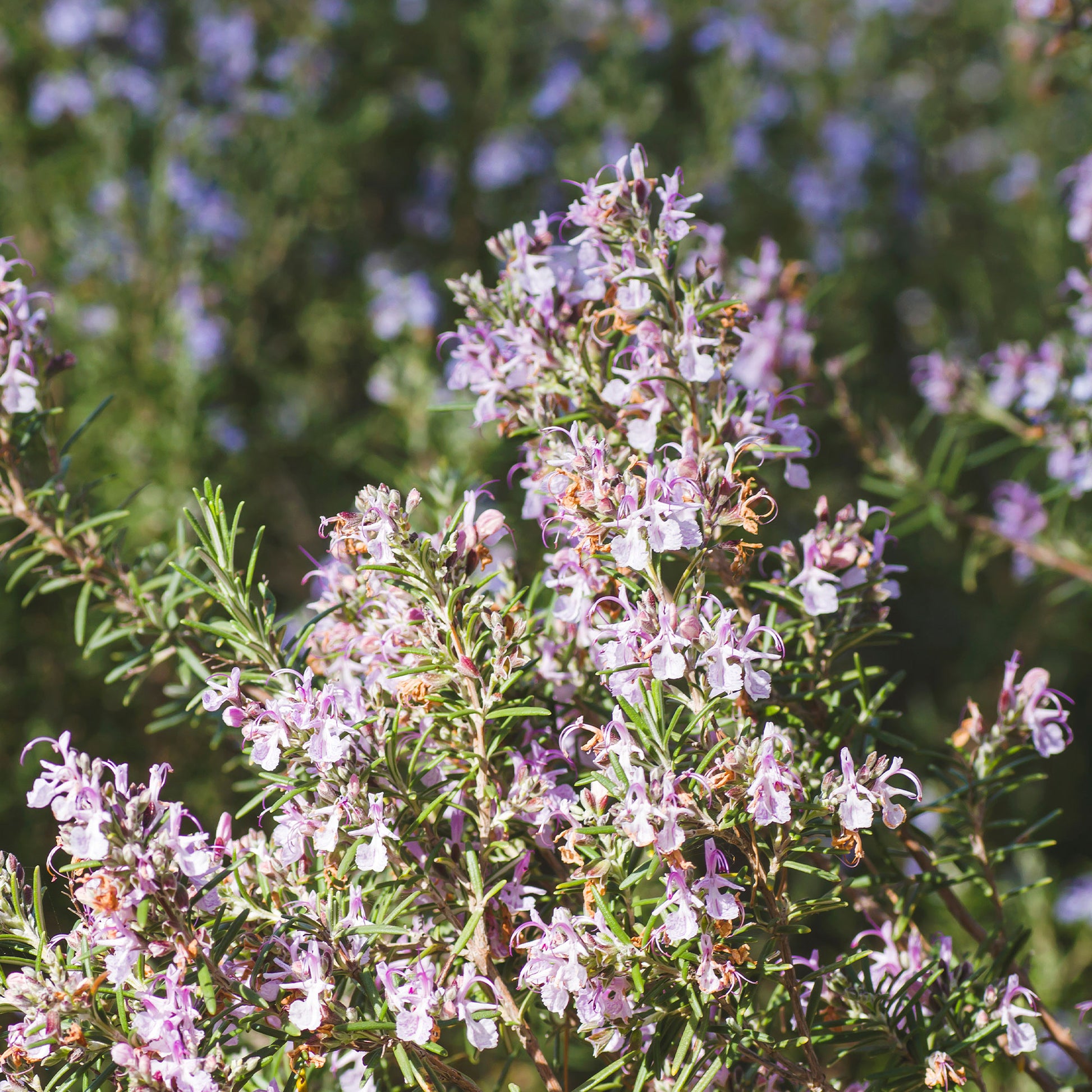 Rosmarinus officinalis majorca pink - Romarin officinal Majorca Pink - Plantes de terrasses et balcons
