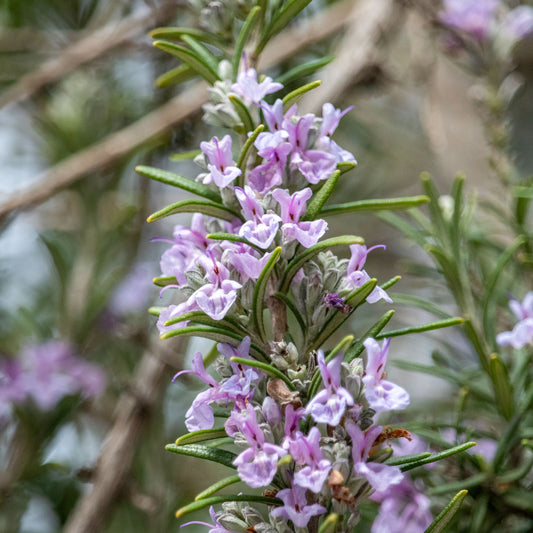 Romarin officinal Majorca Pink - Bakker