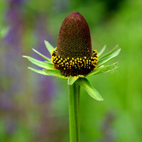Rudbeckia occidentale Green Wizard - Rudbeckia occidentalis Green Wizard - Bakker
