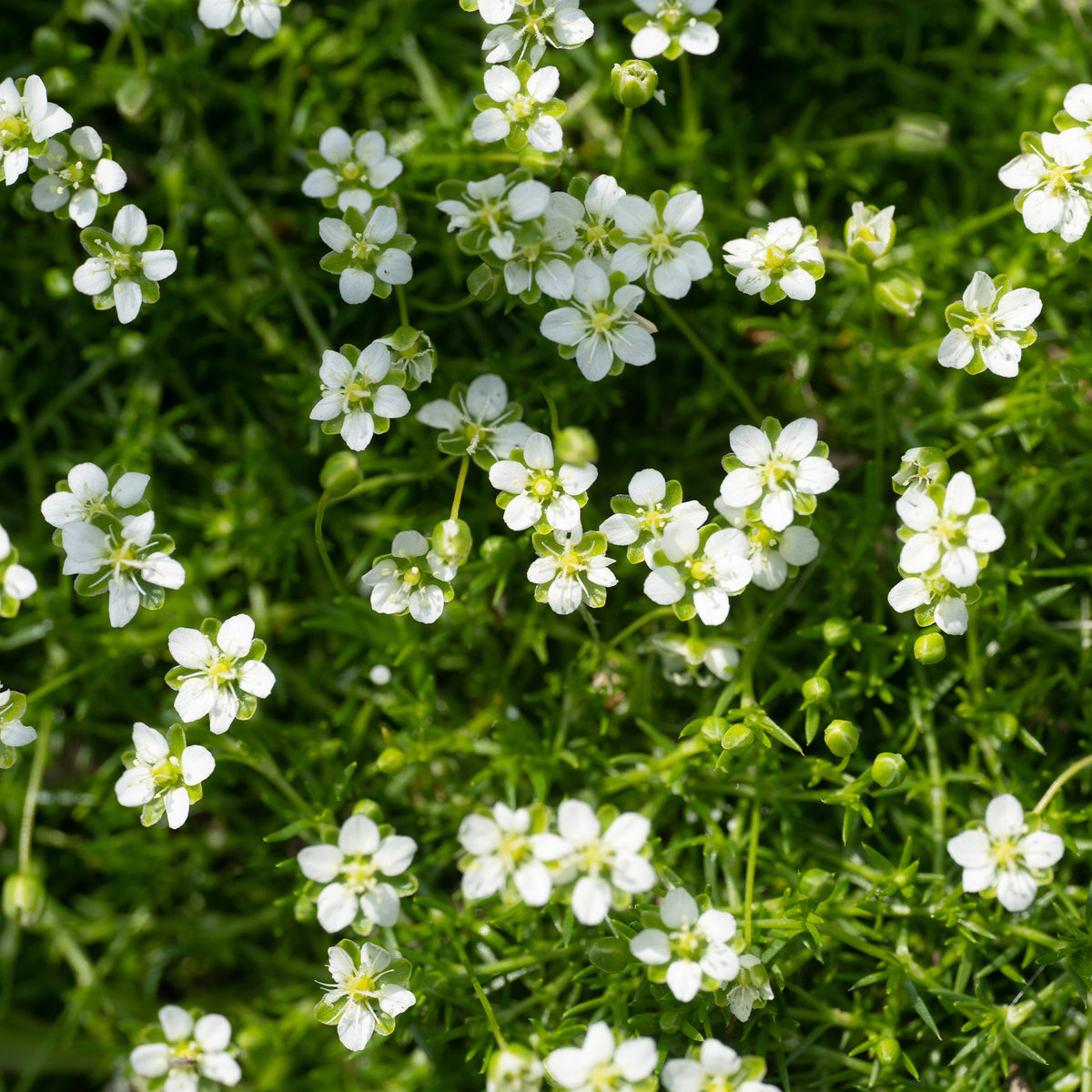 Sagina subulata - Sagine subulée - Plantes couvre-sol