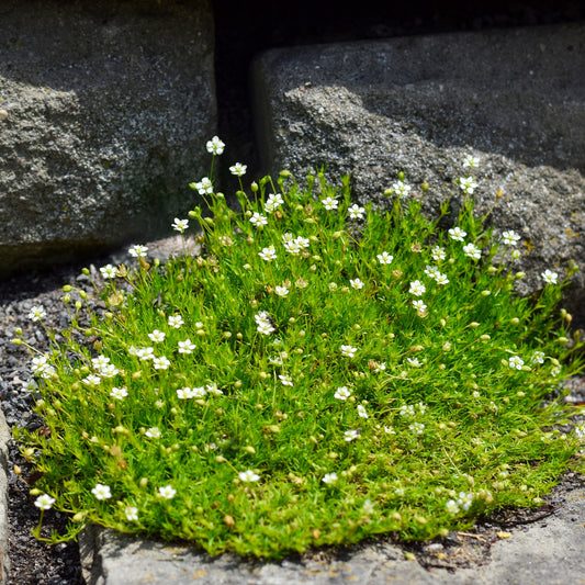 Sagine subulée - Bakker