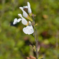 Sauge arbustive Gletsjer - Salvia microphylla Gletsjer - Bakker