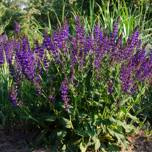 Sauge des bois Mainacht - Bakker
