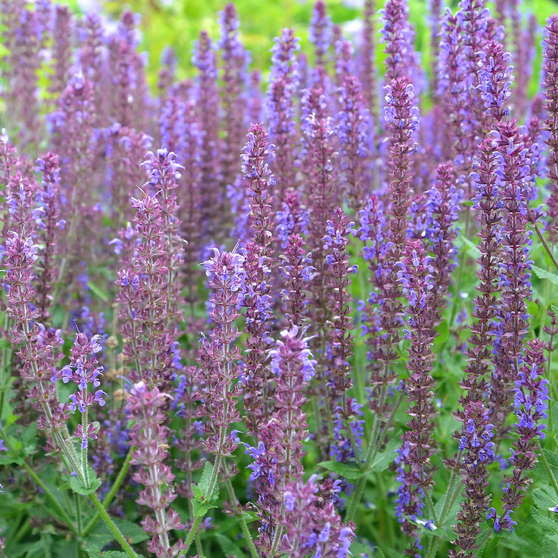 Vivaces fleuries - 5 Vivaces pour massif fleuri - Calamagrostis acutiflora,Molinia caerulea,Verbena bonariensis,Echinacea purpurea, Salvia nemorosa                    