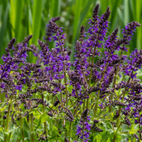 Sauge des bois Viola Klose - Salvia nemorosa Viola Klose - Bakker