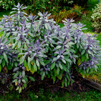 Sauge officinale Purpurascens - Salvia officinalis purpurascens - Bakker