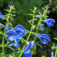 Salvia patens - Sauge gentiane - Sauges