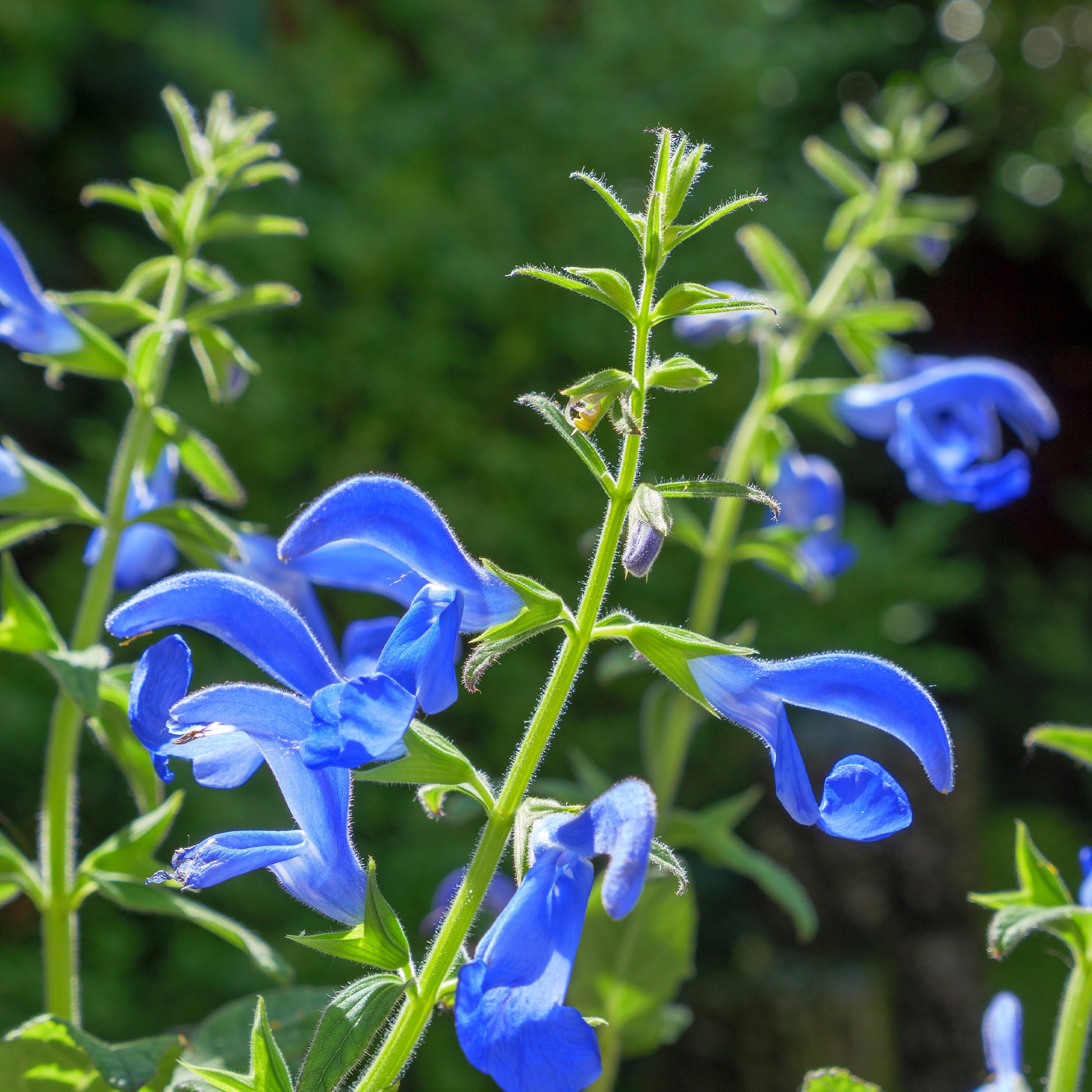 Salvia patens - Sauge gentiane - Sauges