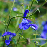 Sauge gentiane - Salvia patens - Bakker