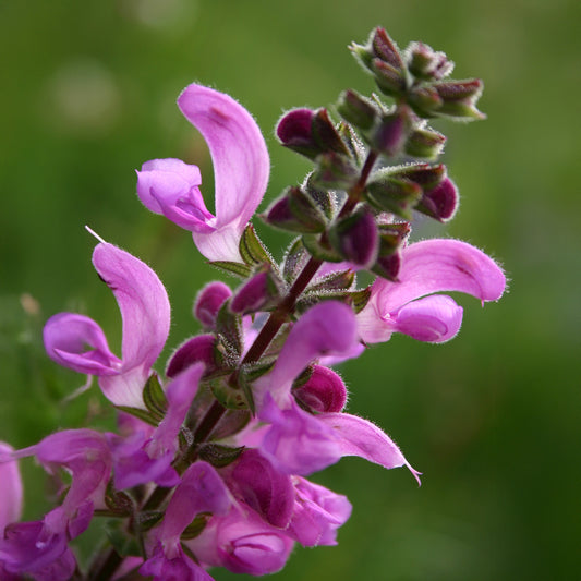 Sauge des prés Sweet Esmeralda - Bakker