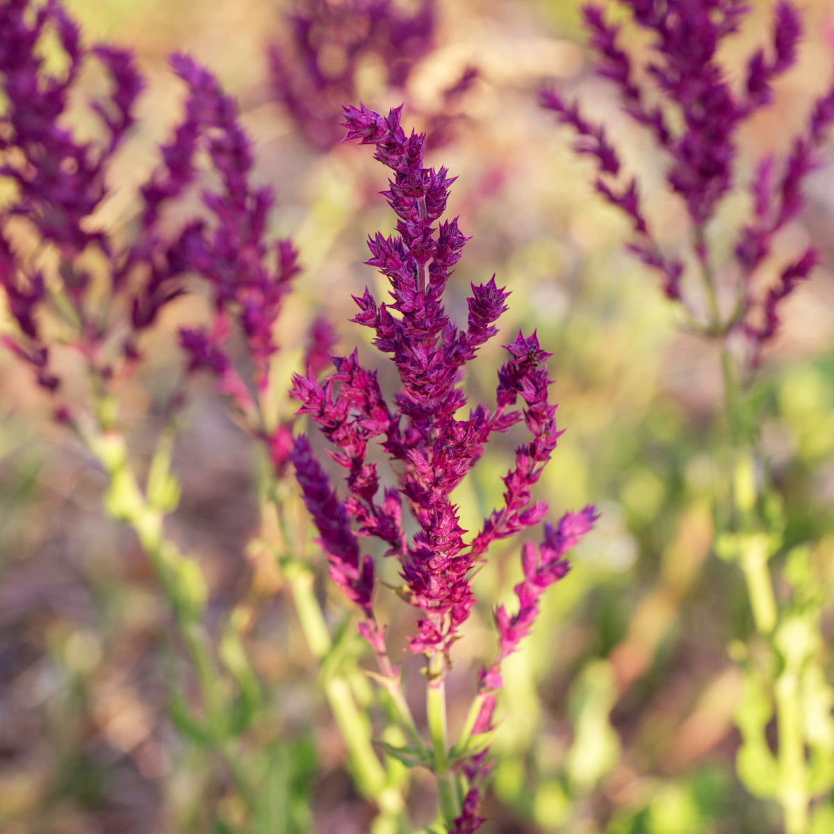 Sauge des bois Schwellenburg - Salvia nemorosa Schwellenburg - Bakker