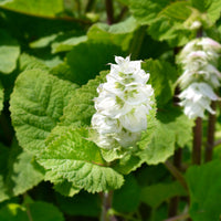Sauge sclarée Vatican White - Salvia sclarea vatican white - Bakker