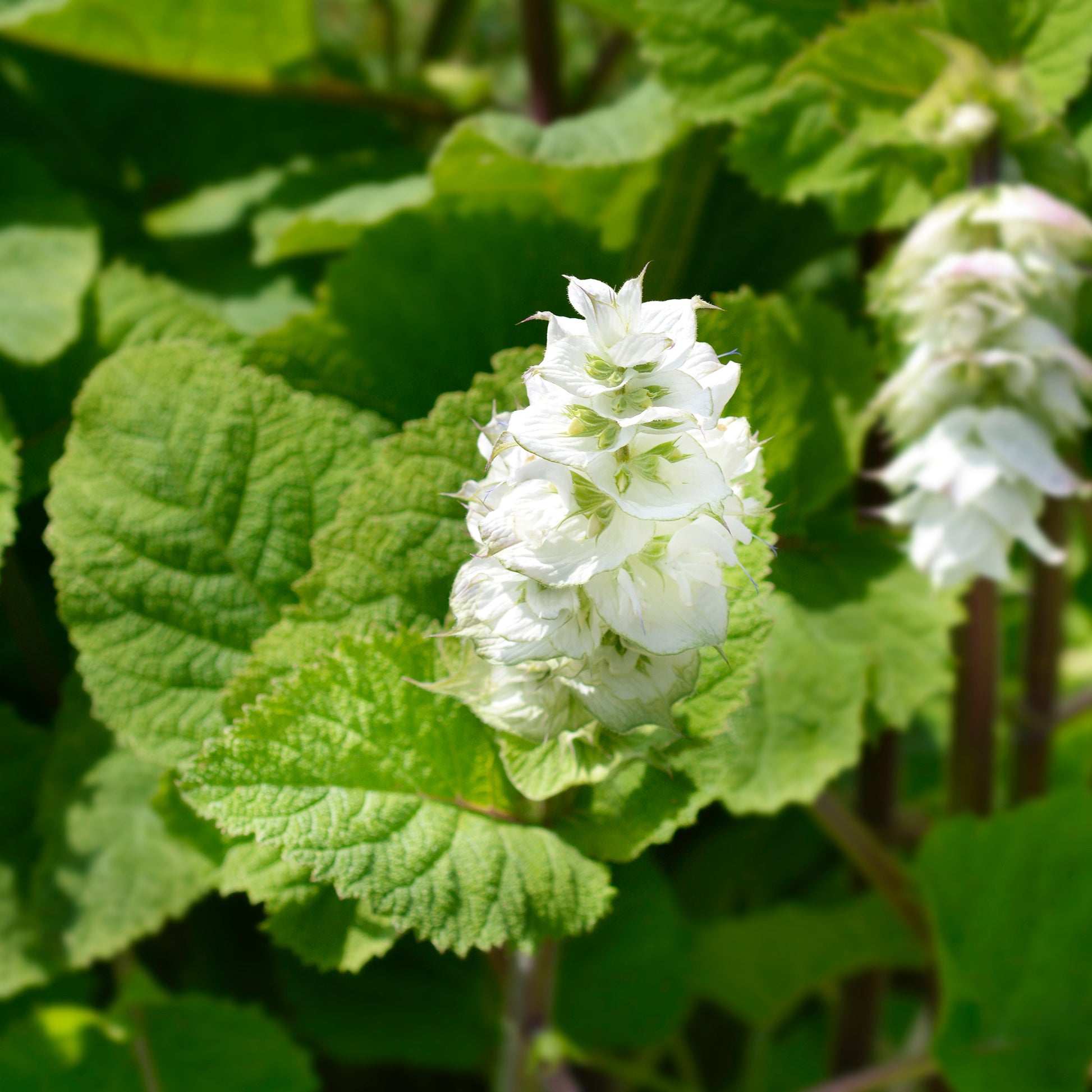 Sauge sclarée Vatican White - Salvia sclarea vatican white - Bakker