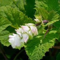 Sauges - Sauge sclarée Vatican White - Salvia sclarea vatican white