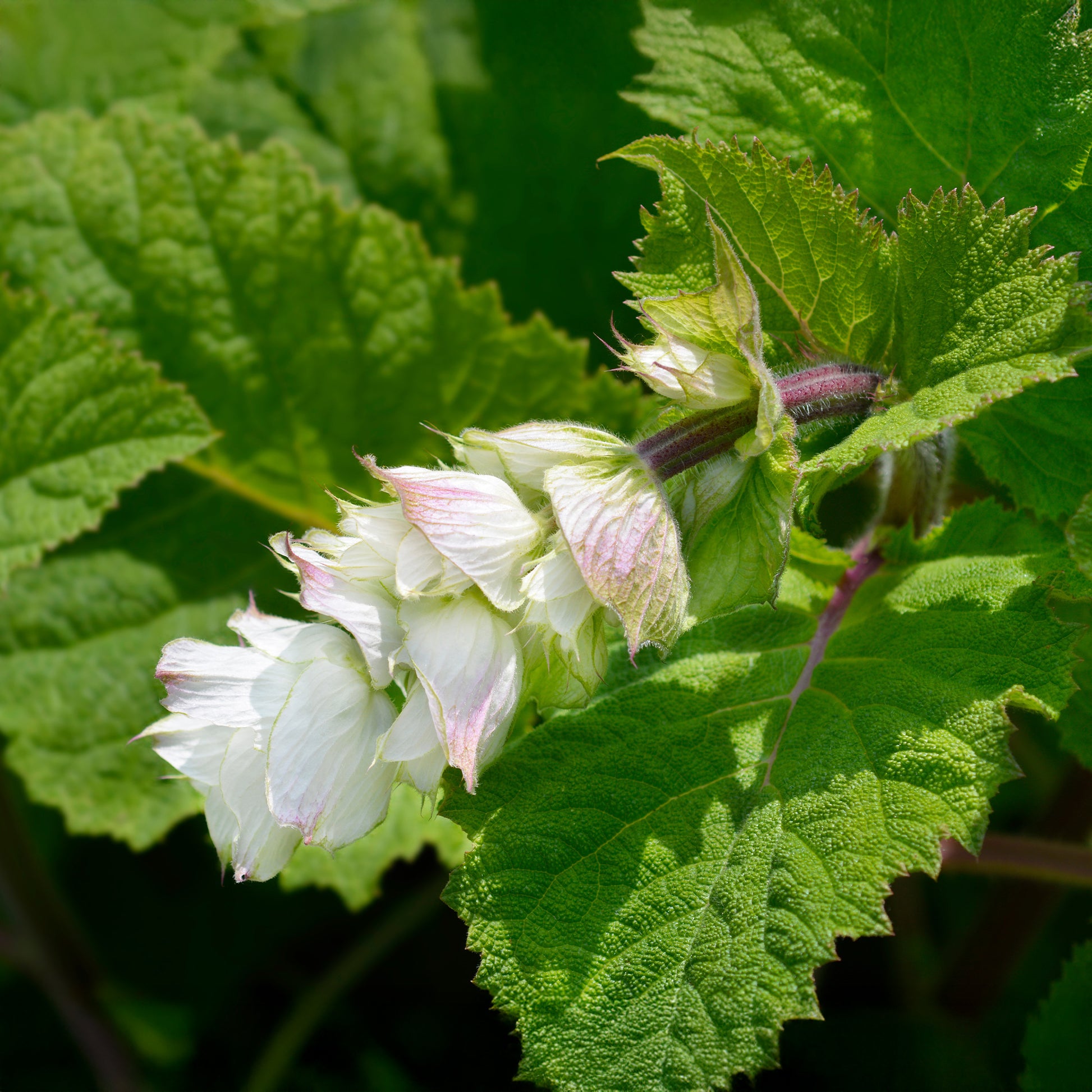 Sauges - Sauge sclarée Vatican White - Salvia sclarea vatican white