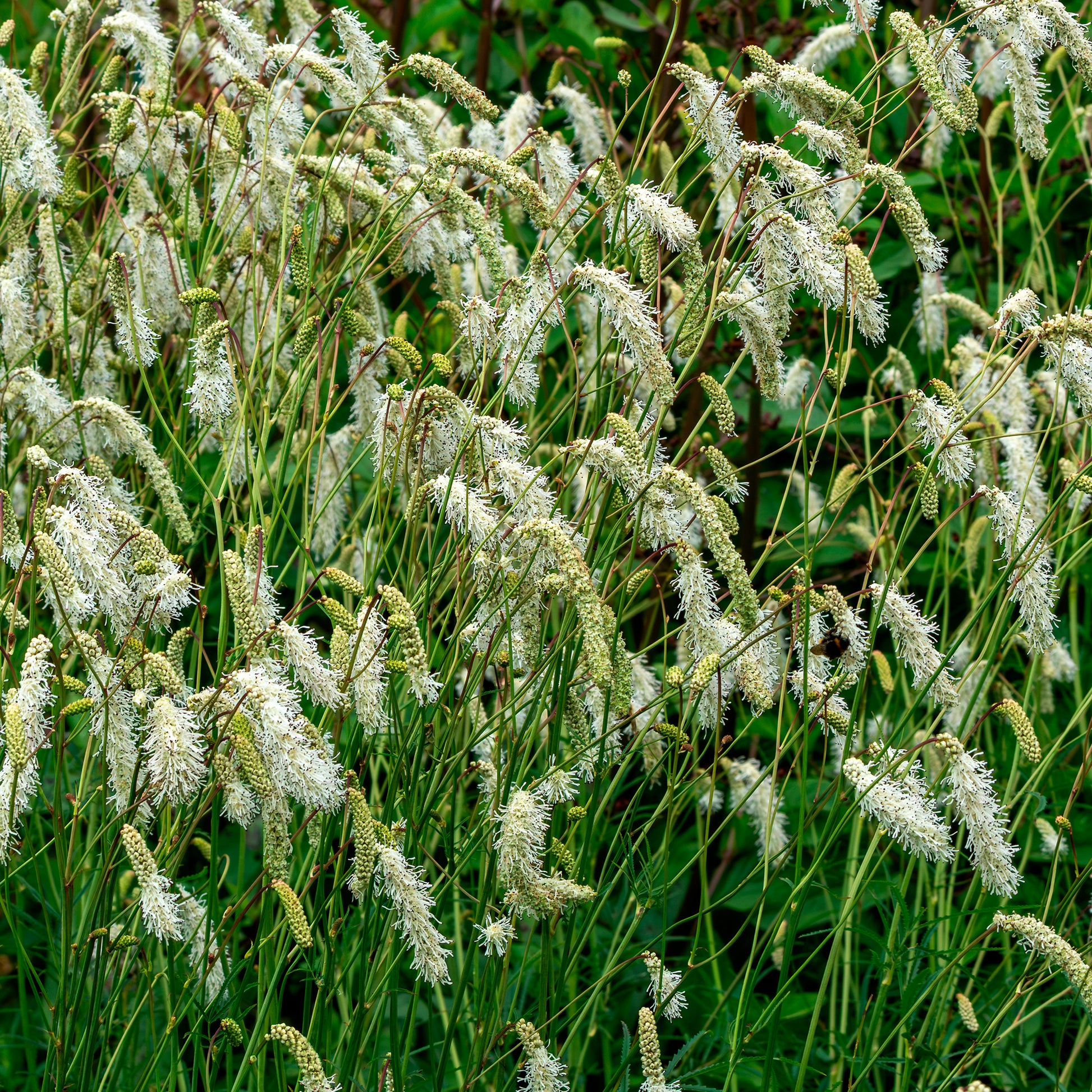 Pimprenelle - Pimprenelle blanche - Sanguisorbe - Sanguisorba tenuifolia