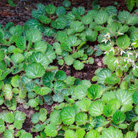 Saxifraga stolonifera cuscutiformis - Saxifrage à stolons Cuscutiformis - Saxifrage