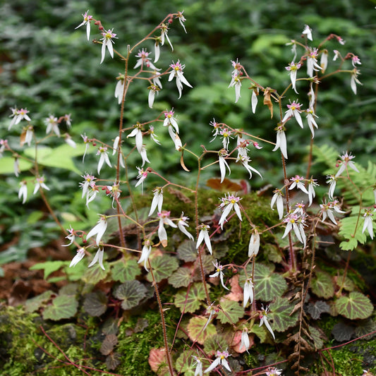 Saxifrage à stolons Cuscutiformis - Bakker
