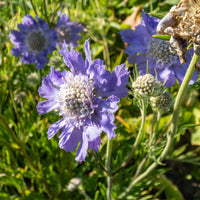 Vente 5 Vivaces roses et mauves - Molinia caerulea, Pennisetum orientale, Astrantia major, Scabiosa caucasica,Verbena bonariensis         